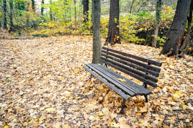 Tahta kahverengi sokak bankı, sakin bir sonbahar ormanında sarı ve turuncu yaprakların arasında durur ya da ekim ya da Kasım günlerinde park eder. Doğa, mevsime özel, mobilya, çevre, boş zaman aktivitesi