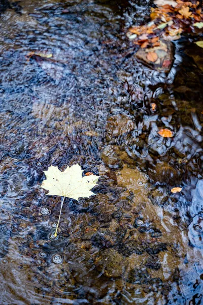 9月或10月的一天 黄枫叶在清澈而透明的快河上 与其他叶子相邻 在森林或公园的水中反射着树木 大自然 特定季节 — 图库照片