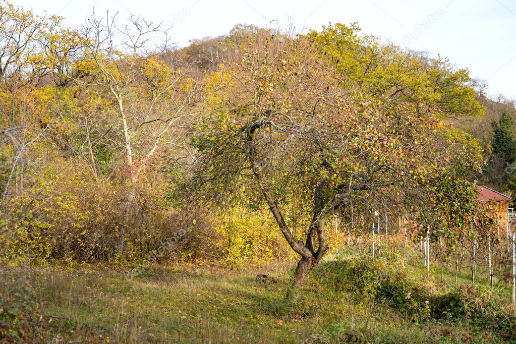 Apple tree with yellow-orange leaves and ripe apples in rustic country garden