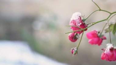 Wild pink roses buds covered in snow and ice outside in garden, park or forest