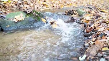 Fast mountain river flows through autumn forest with yellow leaves on ground