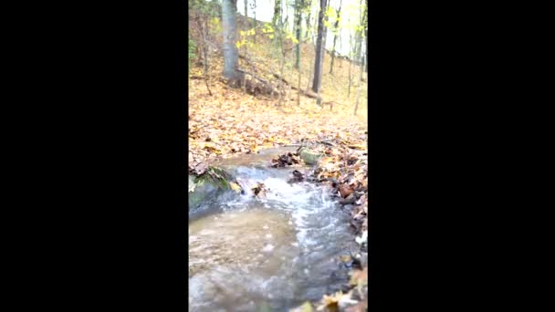 Fast mountain river flows through autumn forest with yellow leaves on ground — Video