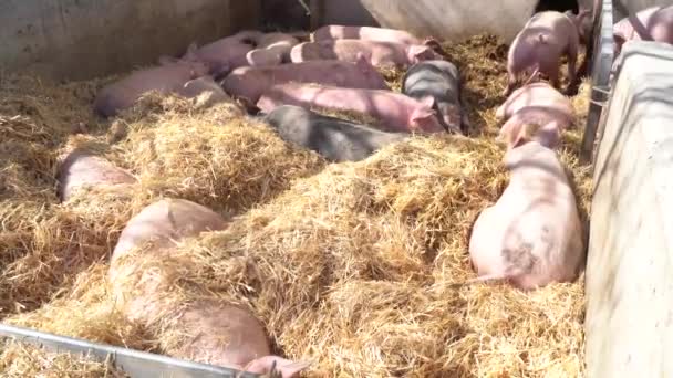 Beaucoup de cochons noirs et roses sont couchés l'un à côté de l'autre et dorment dans un foin propre dans un enclos — Video