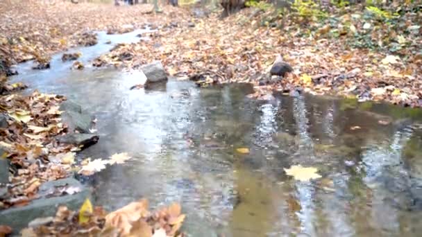 Fast mountain river flows through autumn forest with yellow leaves on ground — Stok video