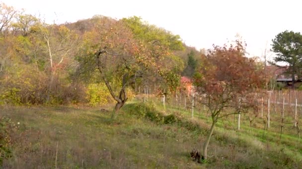 Appelboom met geel-oranje bladeren en rijpe appels in rustieke landentuin — Stockvideo