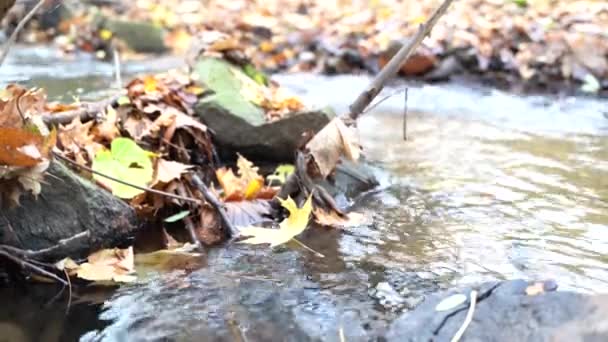 Швидка гірська річка тече крізь осінній ліс з жовтим листям на землі — стокове відео