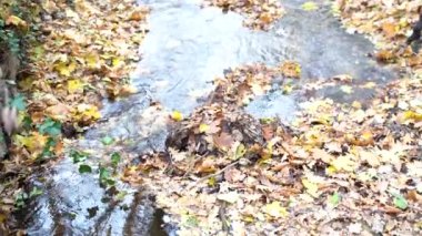 Fast mountain river flows through autumn forest with yellow leaves on ground