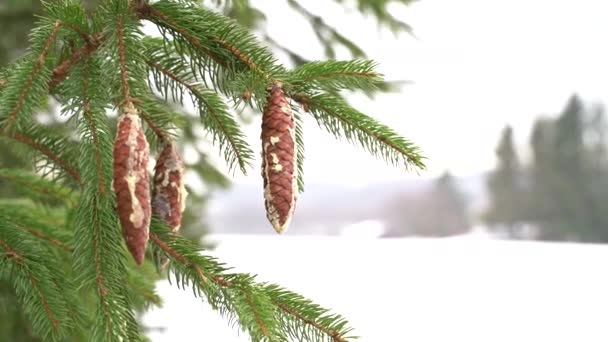 Fir tree with big cones covered in resin in forest near field in white snow — Video