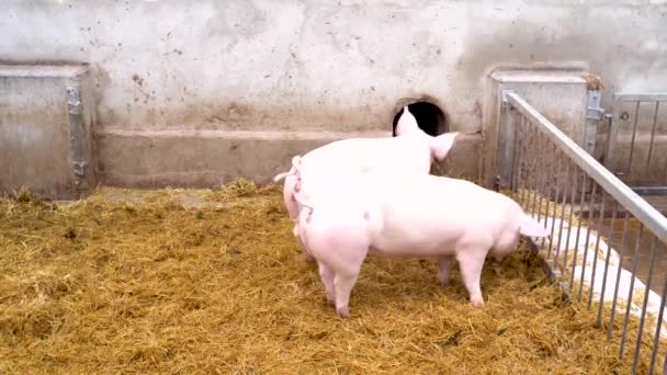 Muitos porcos pretos e cor-de-rosa ficam ao lado um do outro e dormem em feno limpo em uma caneta. — Vídeo de Stock