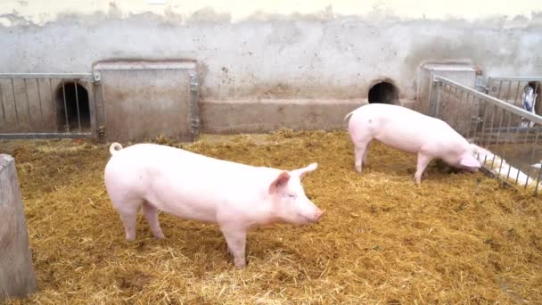 Wiele czarnych i różowych świń leży obok siebie i śpi w czystym sianie w piórze. — Wideo stockowe