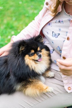 Genç sarışın kadın köpeği Spitz Pomeranian 'ı parkta eğitip besliyor.