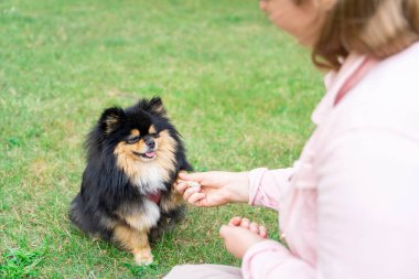 Genç sarışın kadın köpeği Spitz Pomeranian 'ı parkta eğitip besliyor.