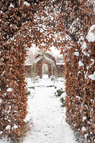Natural snow-covered arches made of bush with brown autumn leaves in snowy winter garden or park with walkways and landscape design on december, january or february calm cloudy day in Dresden, Germany
