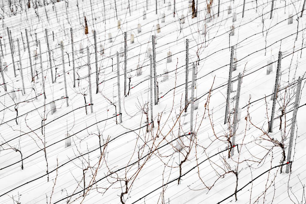 Many rows of vineyards covered with snow on snowy hill on calm cloudy december, january or february winter day close up. Agriculture, seasonal specific, wine
