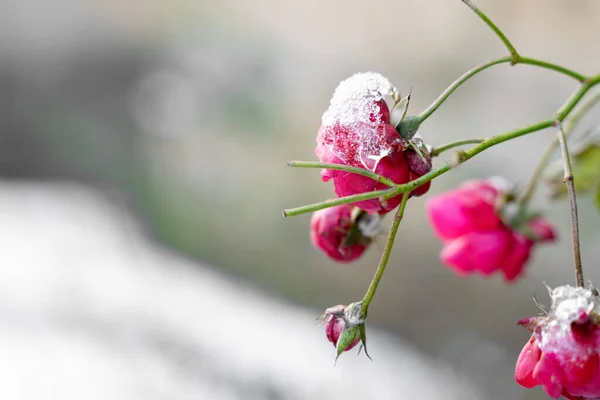 Small Wild Snow Ice Covered Pink Rose Bush Snowy Winter — ストック写真