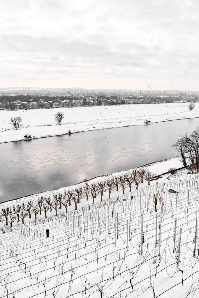 Many rows of vineyards covered with snow on snowy hill near calm Elbe river with cityscape panorama of Dresden in Germany on calm cloudy december, january or february winter day. Agriculture, seasonal