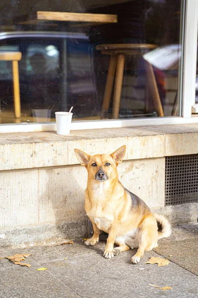 Портрет Милой Ухоженной Чистокровной Собаки Сидит Смотрит Камеру Возле Бумажной — стоковое фото