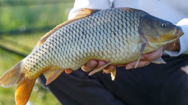 Büyük bir sazan balığı avlama kupası ile balıkçı. Laklara tepeden bakan bir sazan balığıyla gün doğumu. Balık avlama maceraları, sazan balığı avlama..