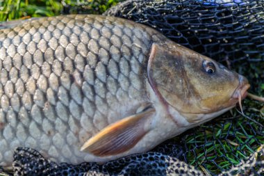Büyük bir sazan balığı avlama kupası ile balıkçı. Laklara tepeden bakan bir sazan balığıyla gün doğumu. Balık avlama maceraları, sazan balığı avlama..