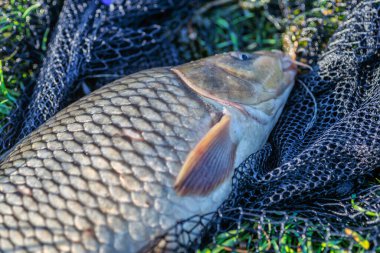 Büyük bir sazan balığı avlama kupası ile balıkçı. Laklara tepeden bakan bir sazan balığıyla gün doğumu. Balık avlama maceraları, sazan balığı avlama..