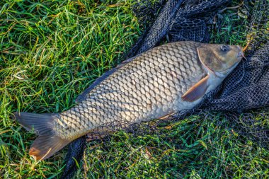 Büyük bir sazan balığı avlama kupası ile balıkçı. Laklara tepeden bakan bir sazan balığıyla gün doğumu. Balık avlama maceraları, sazan balığı avlama..