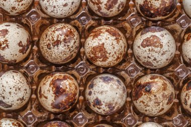 Tahta tabakta bıldırcın yumurtası. Bıldırcın yumurtaları kızartma ya da kaynatma ile tüketilebilir. Endonezya 'da bıldırcın yumurtalarına 