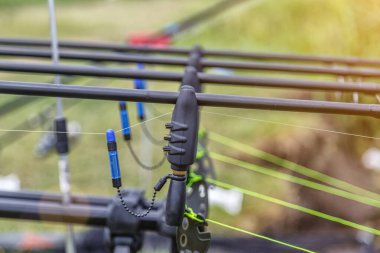 Sazan oltaları. Laklarda balık avı. Balık avlama. Genel Sazan (Cyprinus Carpio).