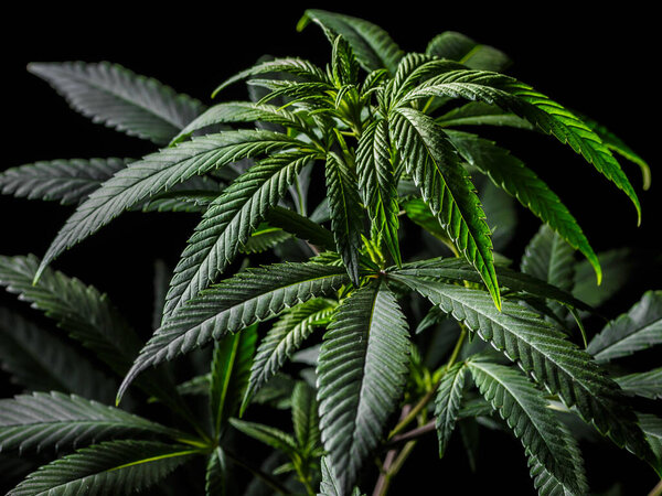 Зрелое растение марихуаны с бутоном и листьями. Марихуана растительной текстуры на крытый конопли farm.The концепции в помещении растут марихуаны. марихуана в рекреационных целях. 