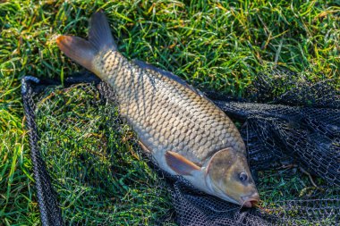 Büyük bir sazan balığı avlama kupası ile balıkçı. Laklara tepeden bakan bir sazan balığıyla gün doğumu. Balık avlama maceraları, sazan balığı avlama..