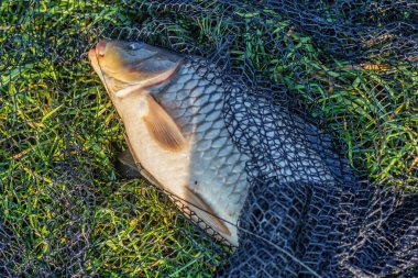 Büyük bir sazan balığı avlama kupası ile balıkçı. Laklara tepeden bakan bir sazan balığıyla gün doğumu. Balık avlama maceraları, sazan balığı avlama..