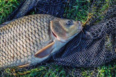 Büyük bir sazan balığı avlama kupası ile balıkçı. Laklara tepeden bakan bir sazan balığıyla gün doğumu. Balık avlama maceraları, sazan balığı avlama..