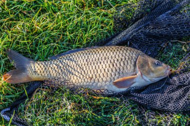 Büyük bir sazan balığı avlama kupası ile balıkçı. Laklara tepeden bakan bir sazan balığıyla gün doğumu. Balık avlama maceraları, sazan balığı avlama..