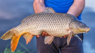 Büyük bir sazan balığı avlama kupası ile balıkçı. Laklara tepeden bakan bir sazan balığıyla gün doğumu. Balık avlama maceraları, sazan balığı avlama..