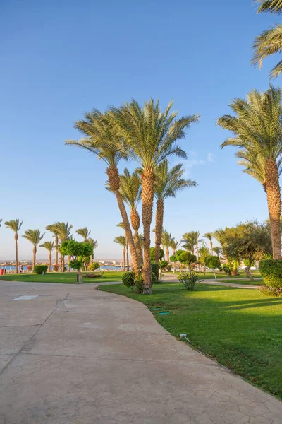 Hurghada Egipto Jardín Egipcio Con Palmeras Hotel Piscina Alojamiento Complejo — Foto de Stock