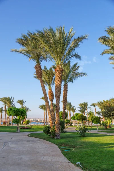 Octubre 2021 Hurghada Egipto Jardín Egipcio Con Palmeras Hotel Piscina — Foto de Stock