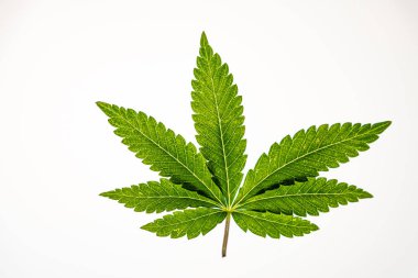 Beyaz arkaplanda marihuana rengi yeşil yaprak