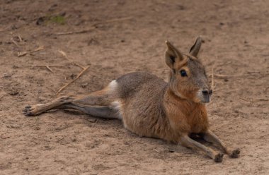 Dolikotis patagonum yaz sıcağında kuru çayırda genç bir hayvan.
