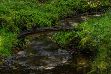 Sonbaharda Sumava Milli Parkı 'nda Tetrivci Deresi