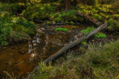 Sonbaharda Sumava Milli Parkı 'nda Tetrivci Deresi