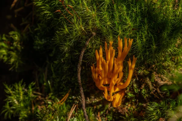 Ramaria Mushrooms Green Moss Fresh Forest — Stock Photo, Image