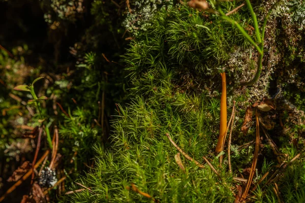 新鲜森林绿色苔藓中的拉玛利亚蘑菇 — 图库照片