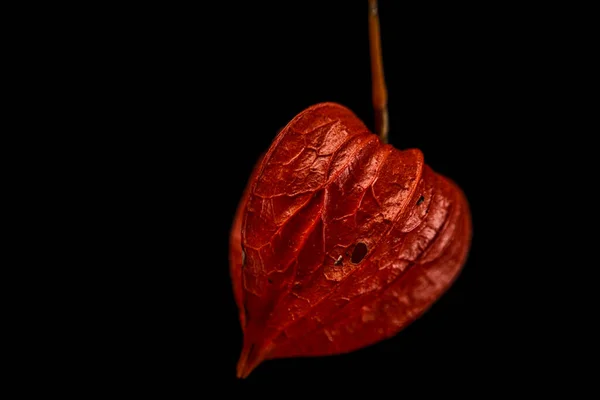 Physalis Flor Medicinal Flor Roja Con Fondo Negro Interior —  Fotos de Stock