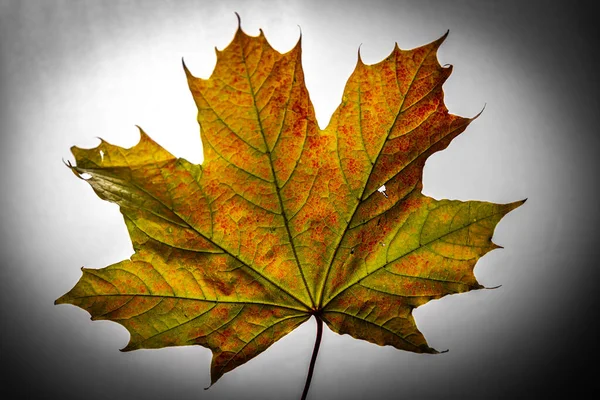 배경에 단풍잎 색깔의 — 스톡 사진