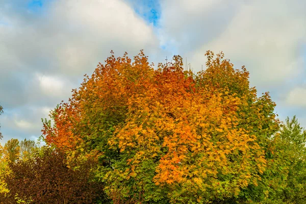 Farbblatt Bäumen Mit Blauem Himmel Herbst Frisch Schöner Morgen — Stockfoto