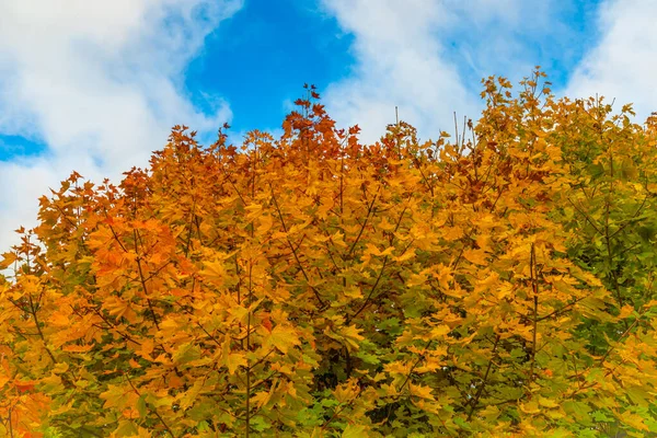 Farbblatt Bäumen Mit Blauem Himmel Herbst Frisch Schöner Morgen — Stockfoto