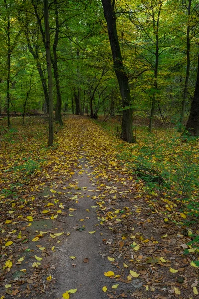 Kolin Kasabası Yakınlarındaki Bohemya Sonbahar Ormanı Patika — Stok fotoğraf