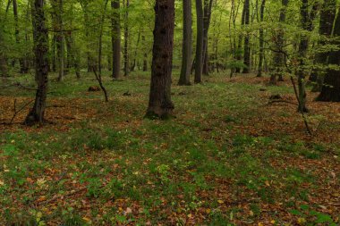 Kolin kasabası yakınlarındaki Bohemya 'da sonbahar ormanı ve patika