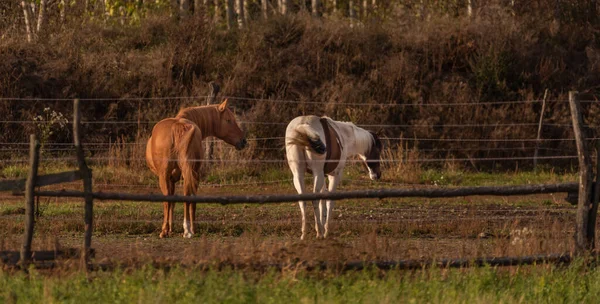 Cavalos Com Cerca Terra Pasto Cor Outono Tarde Fresca — Fotografia de Stock
