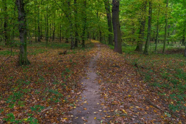 科林镇附近波希米亚中部的秋天河岸森林和小径 — 图库照片