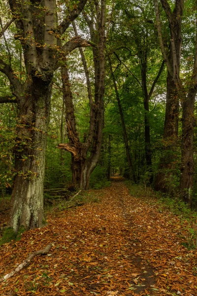 Autumn Riparian Forest Path Central Bohemia Kolin Town — Stock Photo, Image